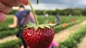 New Pick-Your-Own Paradigm Still Growing Strong for Farmers