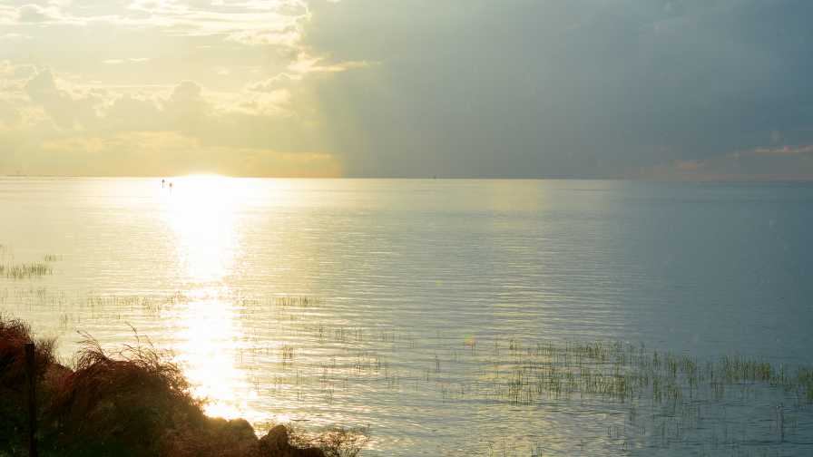 Problems with Aquatic Weeds Run Deeper Than You Think