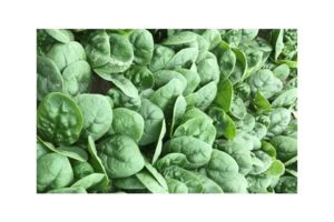 Magnetic (Seminis Seed America)