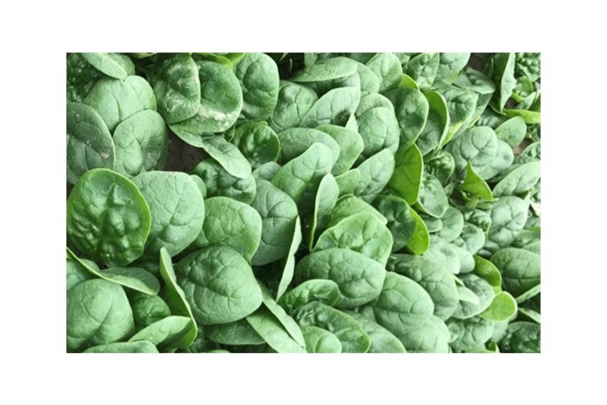 Magnetic (Seminis Seed America)