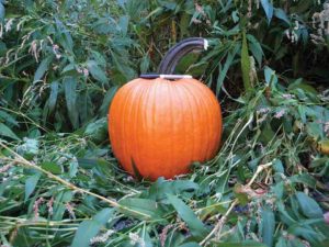 Magnum (Hybrid) from Outstanding Seed Company, LLC