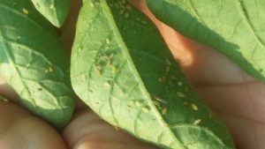 Helpful Tips on Scouting Potato Fields for Insect Pests