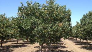 New Tool Helps Pistachio Growers Pinpoint Yields