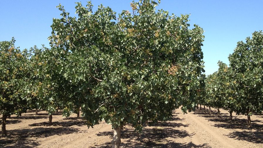 New Tool Helps Pistachio Growers Pinpoint Yields