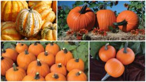 10 Pumpkins You’ll Love Growing