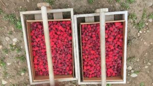 Remlinger Farms