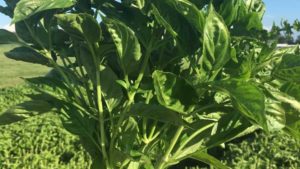 New Basil Bred to Get the Upper Hand on Downy Mildew
