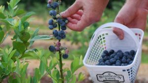 Blessington Farms