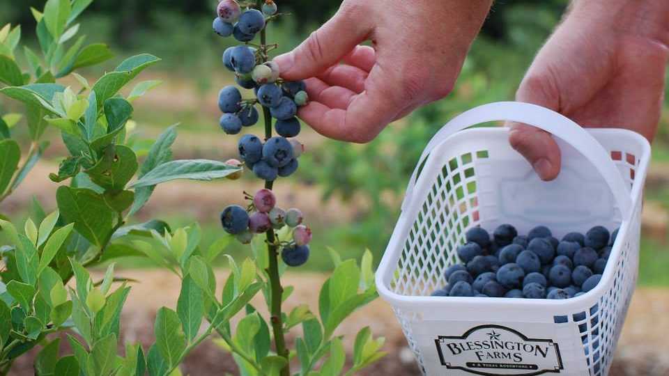 Blessington Farms
