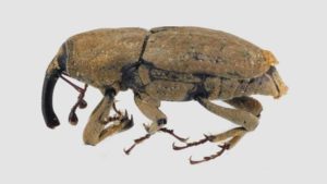 Stop Billbugs From Stalking Your Corn Crop