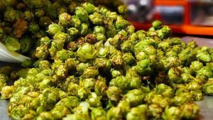 Future of Florida Hops Just Got a Little Brighter