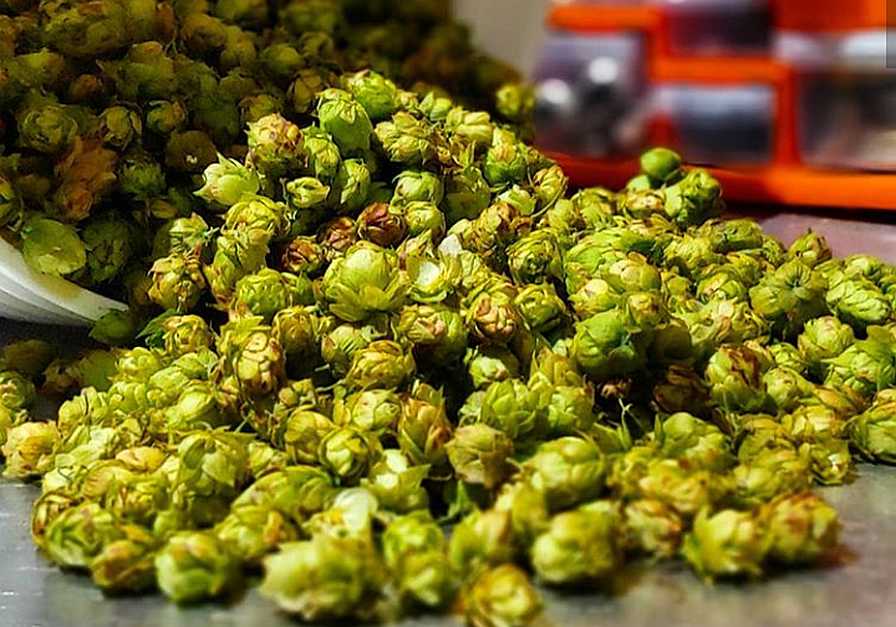 Future of Florida Hops Just Got a Little Brighter