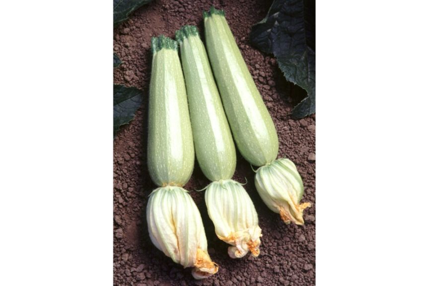 GVS 48025 F1 from Golden Valley Seed