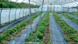 Generate More Profits with Organic Berry Production