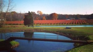 Wish Farms Expands Its Blueberry Reach in Michigan