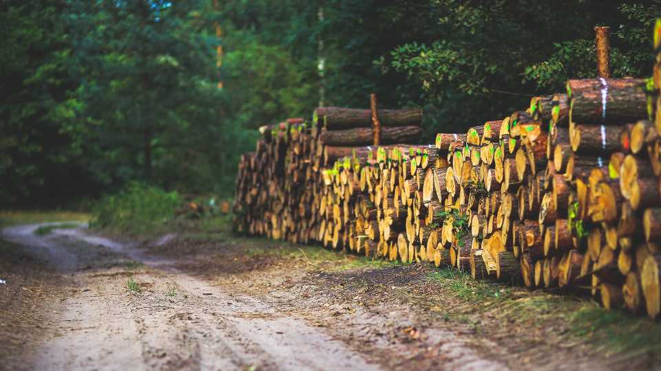 No. 2 Worst Job of 2018: Logger