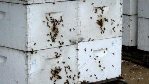 New California Agriculture Program is a Boost for Bees