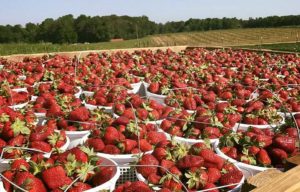 Southern Belle Farm