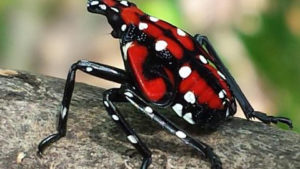 New York Enacts Spotted Lanternfly Quarantine