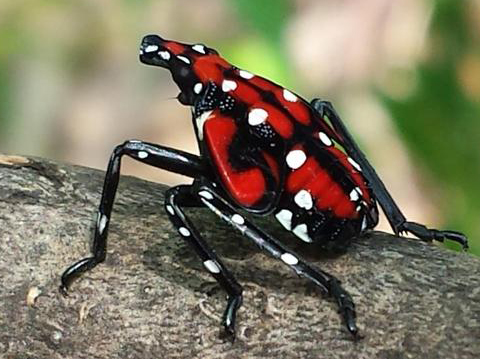 Biocontrols East Offers Solutions for Spotted Lanternfly, Spotted Wing Drosophila, and Fire Blight