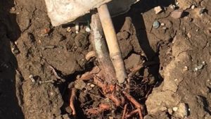 Wind Raises Havoc on Newly Planted Almond Trees