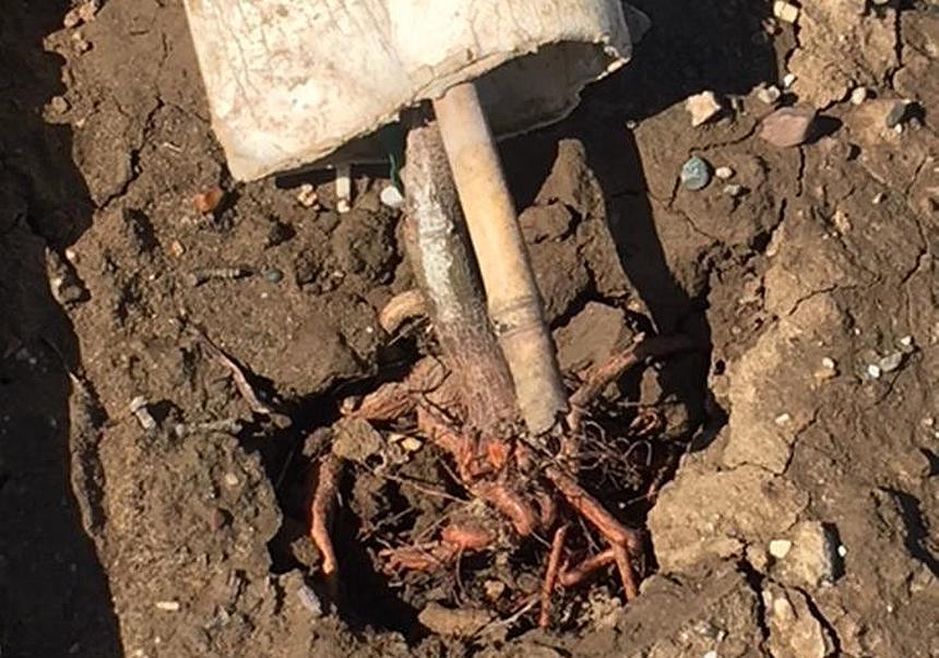 Wind Raises Havoc on Newly Planted Almond Trees