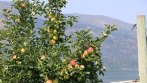 Tree Fruit Leaders to USDA: Cater CARES Act to Our Unique Needs