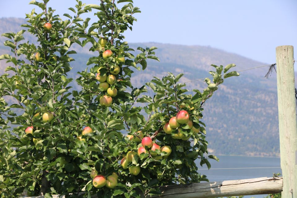 Conservis Bringing Fruits of Its Labor to Orchard Growers