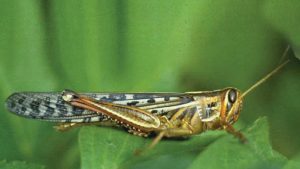 Get a Grasp on Grasshoppers to Protect Your Crops