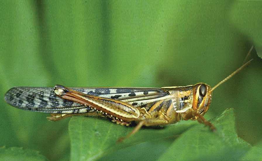 Get a Grasp on Grasshoppers to Protect Your Crops