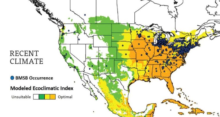 Climate Models Show Brown Marmorated Stink Bug's Growing Range of ...