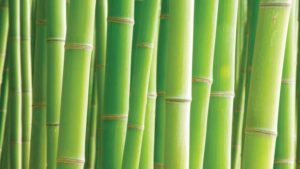Study Tracks Unexpected Growth Potential for Bamboo Production in Florida