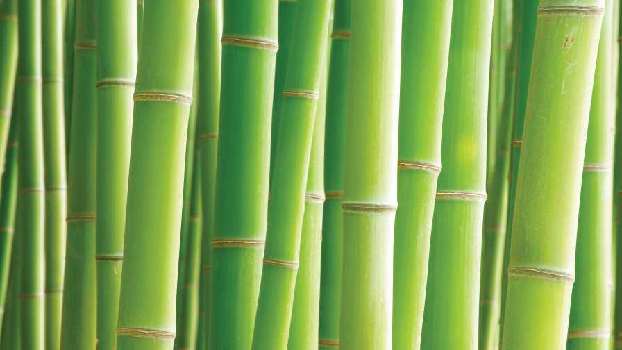 Why Bamboo Might Be Worth the Climb for Florida Farmers