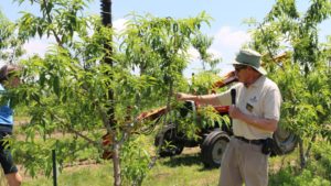 Narrow Canopies are the Future of Stone Fruit Production