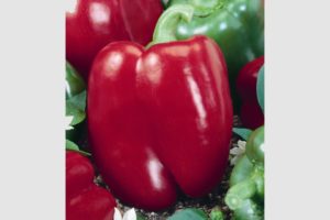 Chianti F1 from Terra Organics