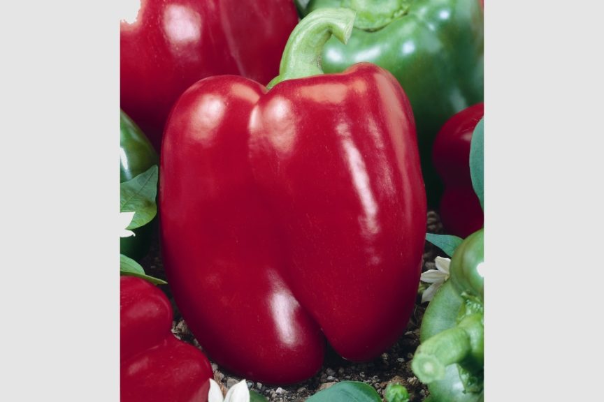 Chianti F1 from Terra Organics