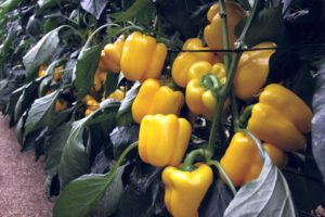 DiCaprio from Enza Zaden and Rupp Seeds