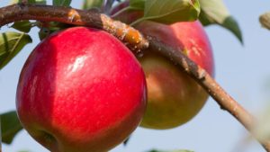 What To Know About University of Minnesota’s Superior Fruit Innovations