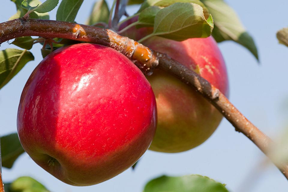What To Know About University of Minnesota’s Superior Fruit Innovations