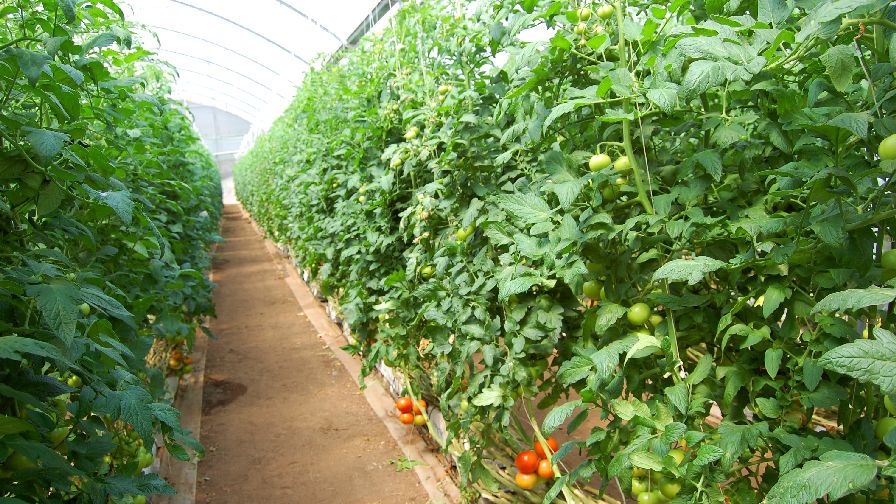 Identifying Common Tomato Problems and How To Fix Them