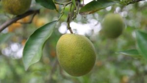 Pledge to Save Citrus Continues to Gain Support