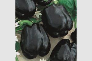 Merlot F1 (Seeds by Design)