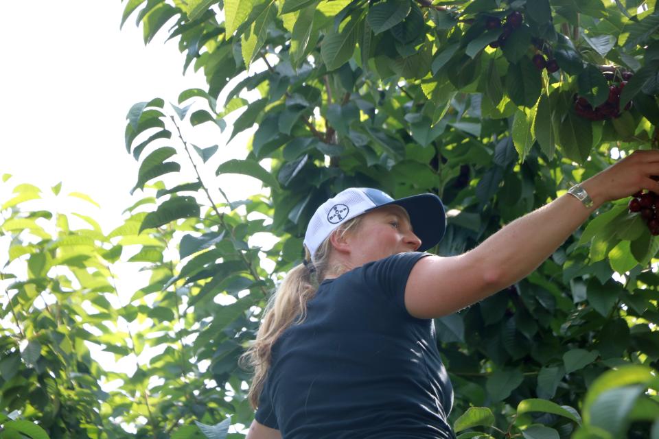 Working to Bridge the COVID-19 Gap for Growers