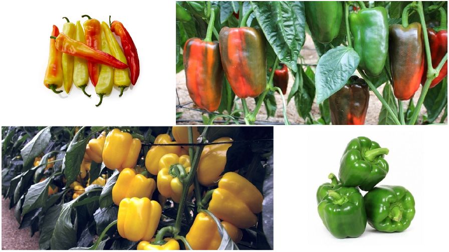 17 Pepper Varieties You’ll Want to Grow
