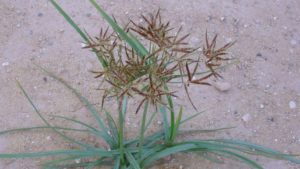 Field Scouting Guide: Purple Nutsedge