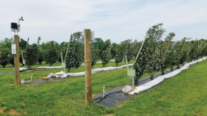 Trellis System Might Pay Off for Southeast Blackberry Growers