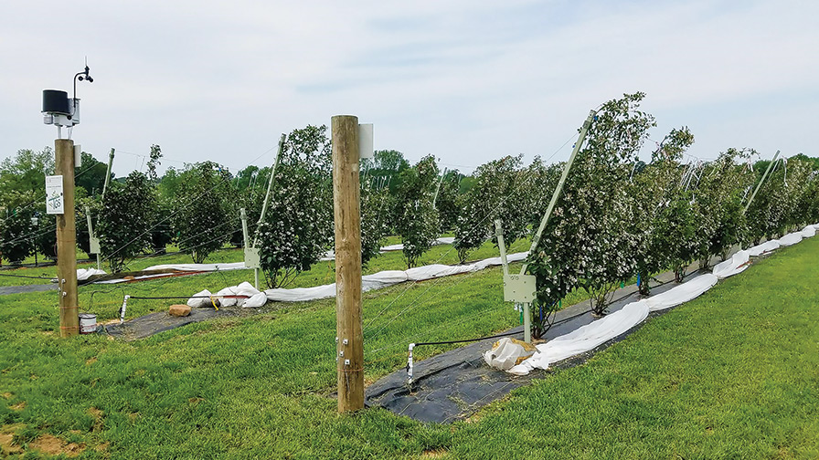 Trellis System Might Pay Off for Southeast Blackberry Growers