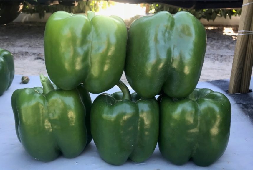 SSC 1 from Siegers Seed Co.