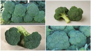 Check Out the Latest Broccoli Varieties