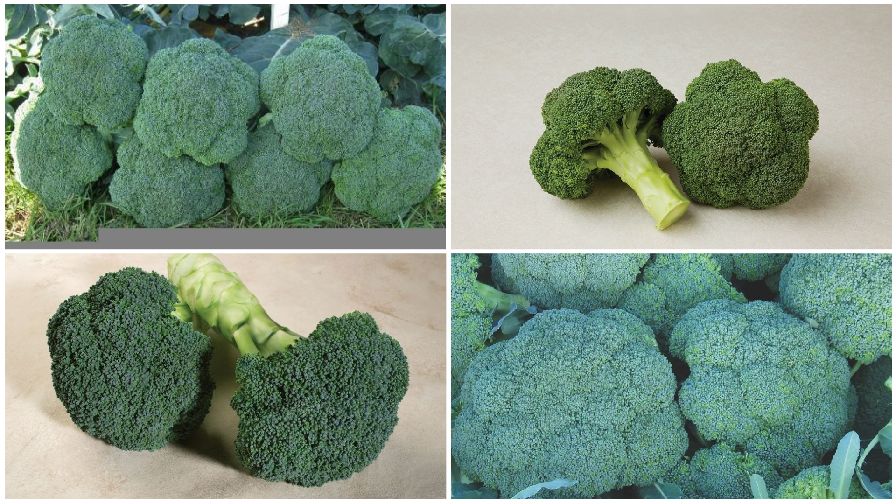 Check Out the Latest Broccoli Varieties